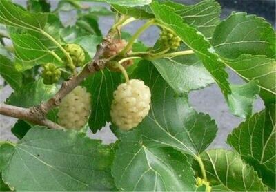 نوغانداری در ارزآوری و صادرات نقش مهمی دارد