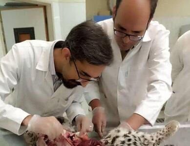 بررسی علت مرگ توله پلنگ‌های پارک ملی «خبر»