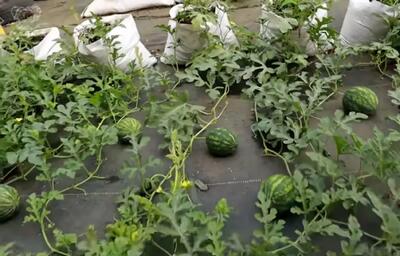 کاشت و برداشت خانگی؛ جای باغچه توی گونی هندونه بکار بعد از 63 روز هندوانه میده محشر