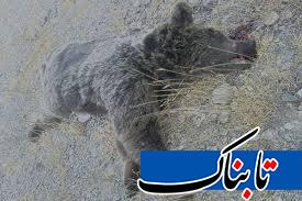 خرس قهوه‌ای در گیلانغرب تلف شد