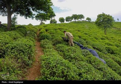 معاون وزیر جهاد: سال طلایی چای در راه است - تسنیم
