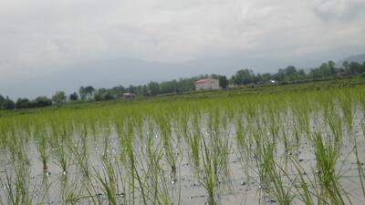 بارش‌ها، نویدبخش سال زراعی خوب در گیلان