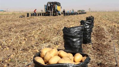 تسویه کامل مطالبات پارسال سیب‌ زمینی‌کاران اردبیل