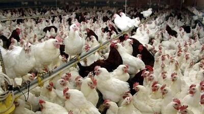 تزریق ۱۹میلیون دز واکسن در مرغداری‌های قزوین