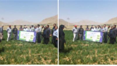 آشنایی کشاورزان روستای گشنیزجان با تغذیه گندم آبی