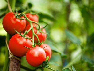 مصرف گوجه‌فرنگی می‌تواند جلوی افزایش وزن را بگیرد | اقتصاد24