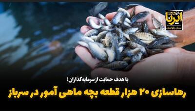 فیلم| رهاسازی ۲۰ هزار قطعه بچه ماهی آمور در سرباز سیستان و بلوچستان