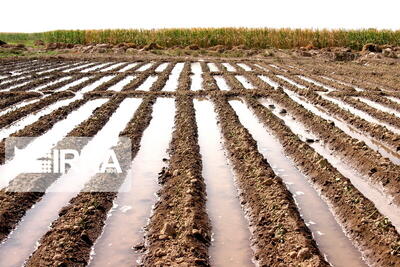 تفکر سنتی مانع برنامه‌های جهاد کشاورزی در تربت حیدریه است