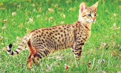 هشدار به خانواده‌ها: گربه حیوانی وحشی است!
