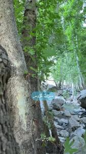 مکان های تابستانی و دیدنی کرمانشاه را از دست ندهید + فیلم