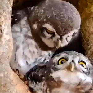 از عاشقانه های جغد تا  لحظه حمله و شکار کومودو