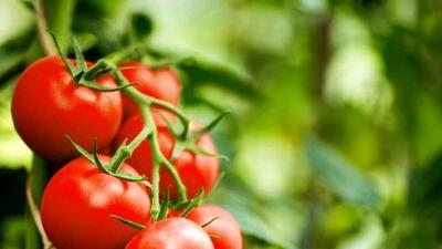 راز کاهش وزن با گوجه‌ فرنگی: چگونه وزن خود را کنترل کنیم؟