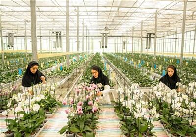 طلایه‌دار صادرات گل ارکیده ایران در ایران اکسپو 2025 - تسنیم