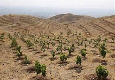 کاشت 3 هزار اصله نهال در طالقان - تسنیم