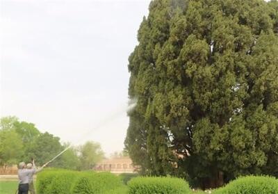 سرو 4500 ساله ابرکوه شست‌وشو شد - تسنیم