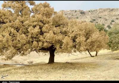زاگرس در آستانه خزان؛ آیا فریاد بلوط‌ها را می‌شنویم؟ - تسنیم