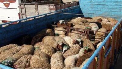 توقیف کامیون حامل دام زنده قاچاق