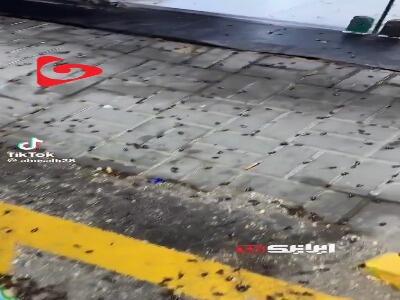 هجوم گسترده حشرات در فروشگاه‌های عربستان