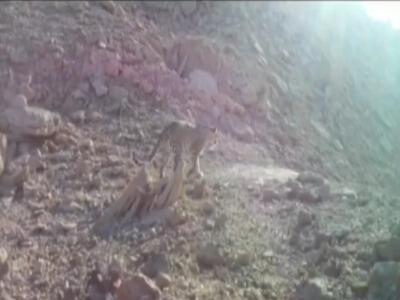 مشاهده پلنگ در ارتفاعات بندر لنگه
