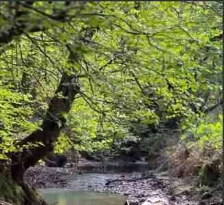 طبیعت بهاری سیاهکل گیلان