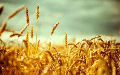 قیمت گندم چند وقت یک بار تغییر می‌کند؟