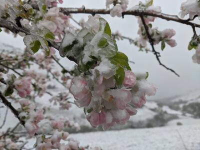 عکس | بارش برف در چهلمین روز بهار ـ استان اردبیل