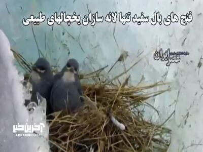 فنچ های بال سفید تنها لانه سازان یخچالهای طبیعی
