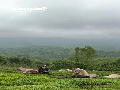 لاهیجان، سرزمین چای