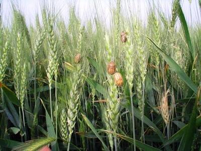 آفت سن به جان گندم‌زارهای مراغه افتاد؛ واکنش سریع جهاد کشاورزی 