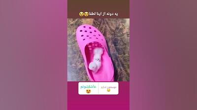 کلیپ کوتاه و جالب توله سگ جیبی واقعی!