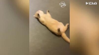 کلیپ کوتاه سرگرمی و حیوانات: سگ و گربه های بامزه!