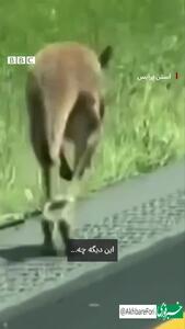 کانگوروی فراری باعث بسته شدن بخشی از بزرگراه شد