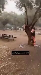 ببینید؛ نحوه عجیب سوختن درختان زیتون از داخل در سرزمین‌های اشغالی