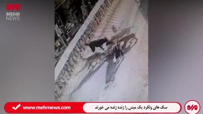 جولان سگ‌های ولگرد در دماوند؛ وقتی یک میش را زنده زنده می‌خورند!