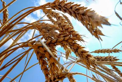 اصلاح قیمت گندم بدون فشار بر بودجه؛ کشاورزان منتظر چراغ سبز دولت