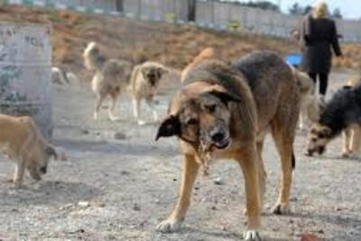 سگهای دماوند نگهبان گله نیستند، گرگ گله اند!+ فیلم