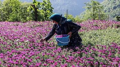 آغاز برداشت گل گاو زبان در بهشهر