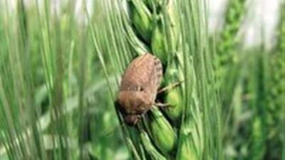 مبارزه با آفت گندم در هزار هکتار از مزارع گندم خراسان شمالی
