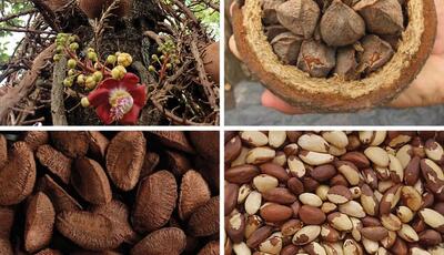 خطر مصرف زیاد آجیل برزیلی