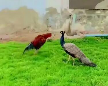حمله خروس جنگی به طاووس
