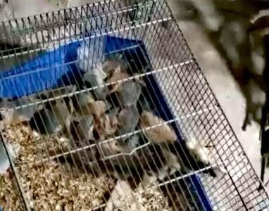 فروشنده سنجاب در فضای مجازی دستگیر شد