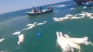 نجات گوسفندها از غرق شدن در سواحل یمن