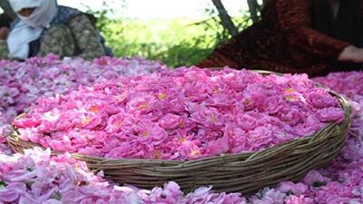 پیش بینی برداشت ۱۳۰ تن گل‌ محمدی در خوسف