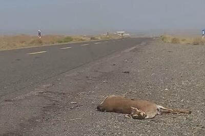 تلف شدن یک آهو در برخورد با خودرو در منطقه حفاظت‌شده کهیاز