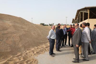 استاندار خوزستان خبر داد: پیش‌بینی برداشت یک و نیم میلیون تُن گندم در خوزستان  