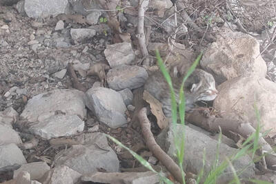 پلنگ‌های کوچک به آغوش مادر بازگشتند!