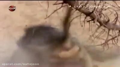 فیلم / میمون بابون شجاع کروکودیل را به عقب راند
