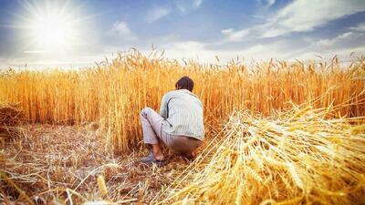 خبر مهم برای گندمکاران/ نرخ منطقی گندم اعلام شد