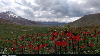 زیبایی‌های لاله‌های واژگون در دل کوهستان‌/‌ نیایش سرخ‌+فیلم - تسنیم