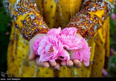 برداشت گل محمدی از باغات میمند - فارس- عکس خبری تسنیم | Tasnim